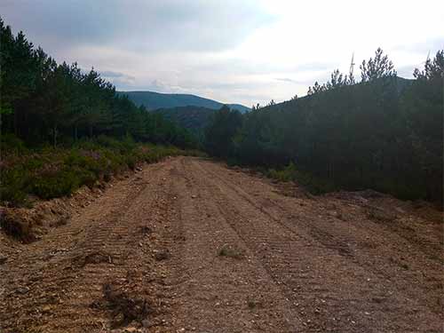 Camino