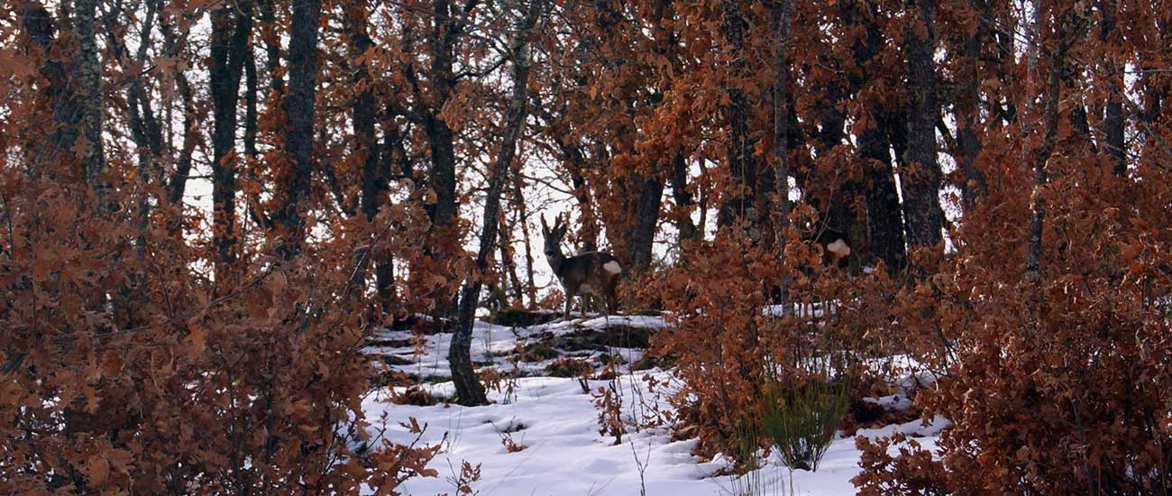 Corzo en la nieve
