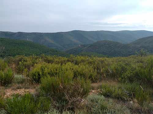 Monte
