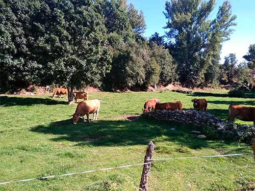 Vacas pastando